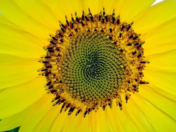 Golden Ratio In Nature