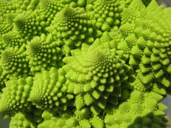 Golden Ratio In Plants