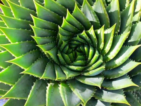 Golden Spiral In Plants